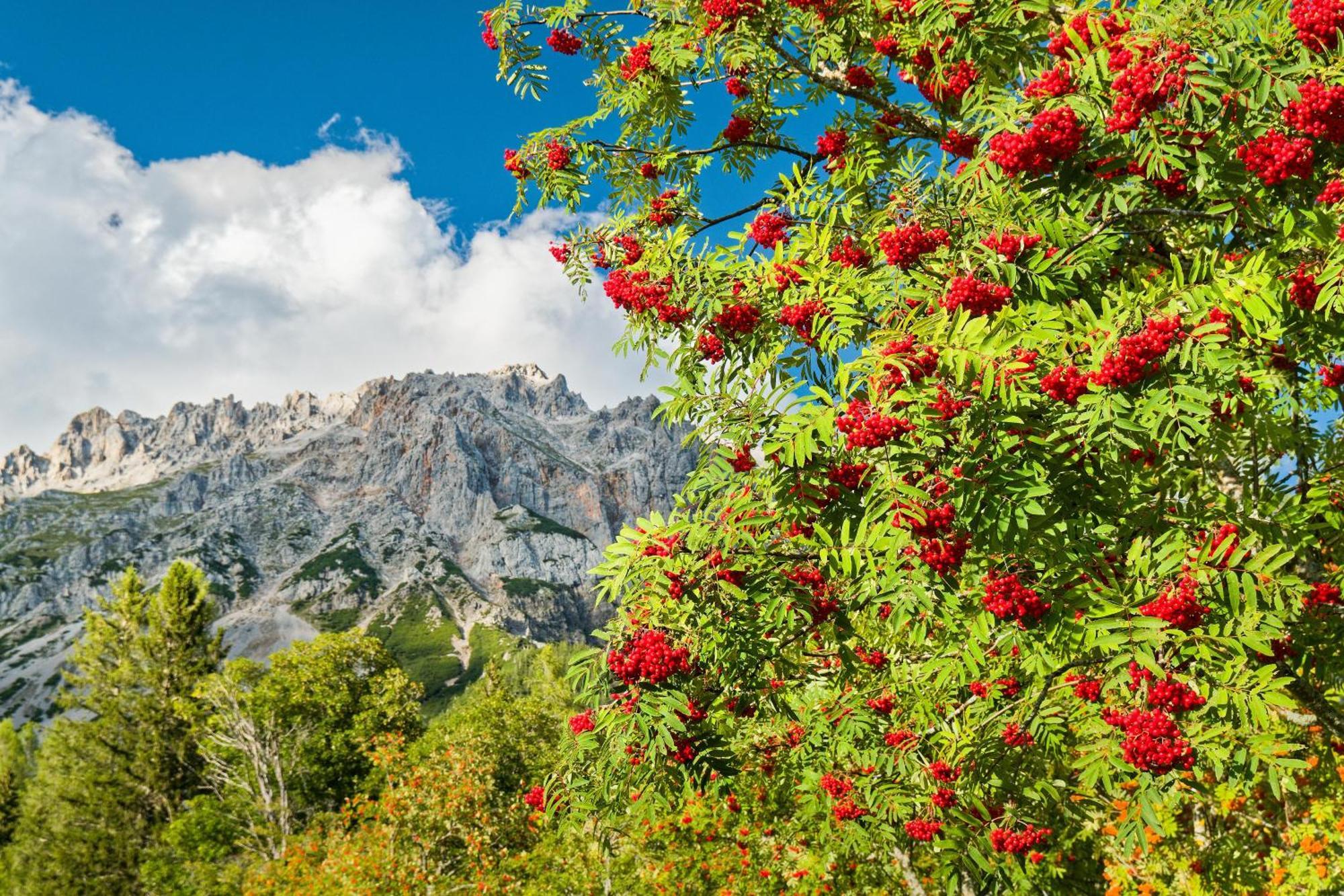 Pension Stoffenbauer Ramsau am Dachstein Dış mekan fotoğraf